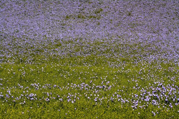 Flax (Linum usitatissimum) field in flower