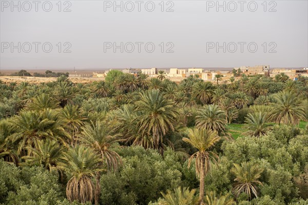 Valley full of palm trees at the oasis Source Bleu