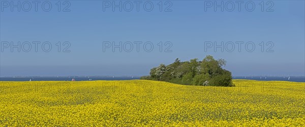 Rape field near Luetjenbrode