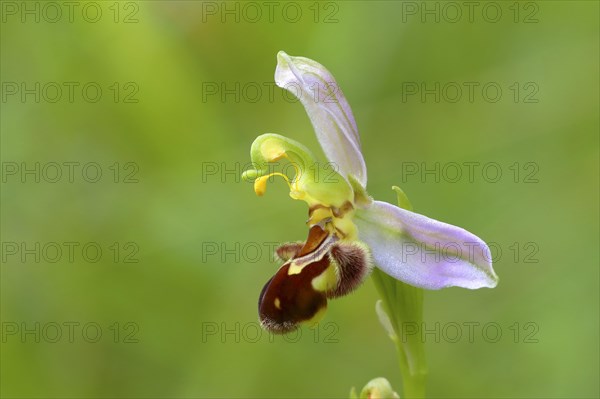 Bee orchid (Ophrys apifera)