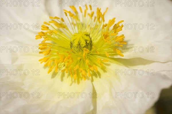 Macro Iceland poppie bloom with narrow depth of field