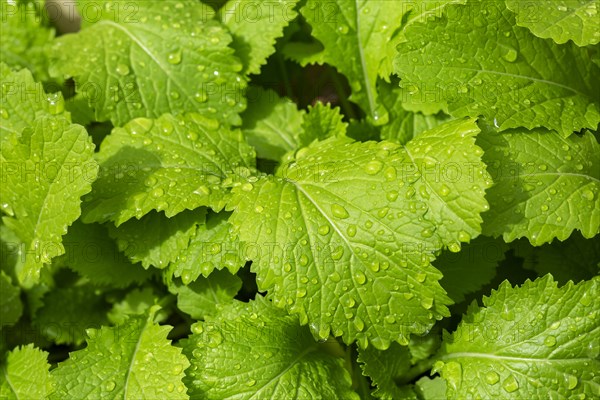 Young plants of Black Mustard (Brassica nigra)