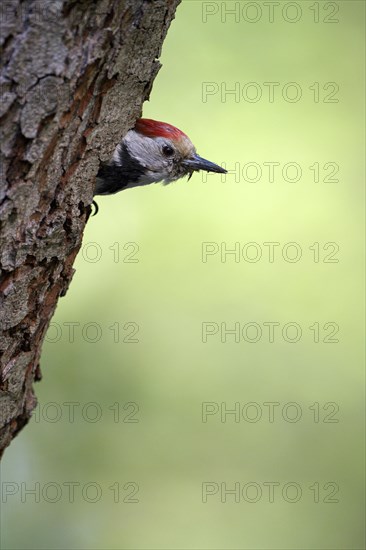 Middle spotted woodpecker (Dendrocopos medius)
