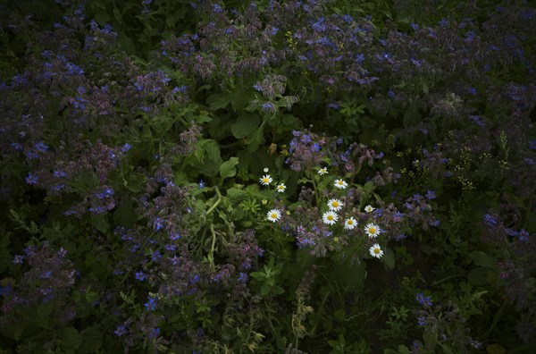 Marguerites (Leucanthemum) amidst spice borage (Borrago officinalis)
