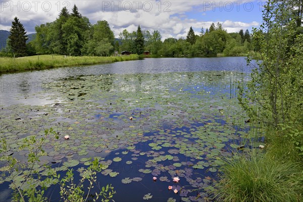 Moor pond