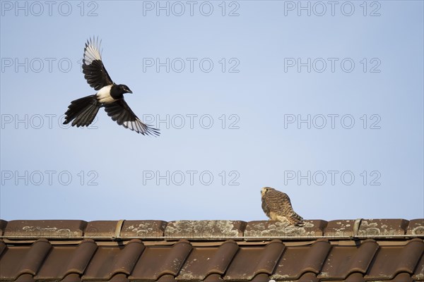 European magpie (Pica pica) attacks juvenile Common Common Kestrel (Falco tinnunculus) on house roof