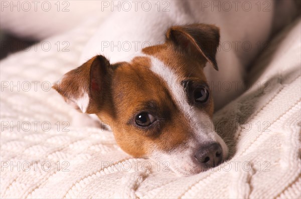 Jack russell terrier dog portrait on pillow