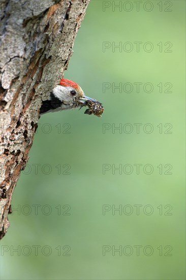Middle spotted woodpecker (Dendrocopos medius)