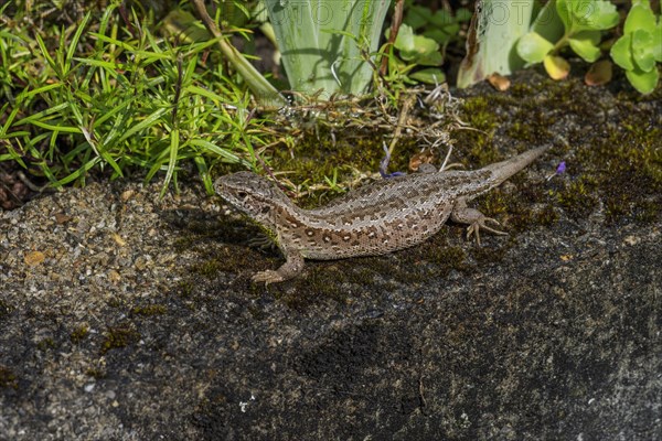 Sand lizard (Lacerta agilis) Pregnant female on a wall