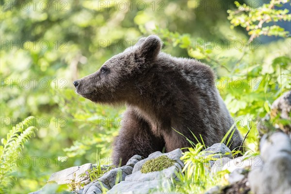 European brown bear (Ursus arctos arctos)