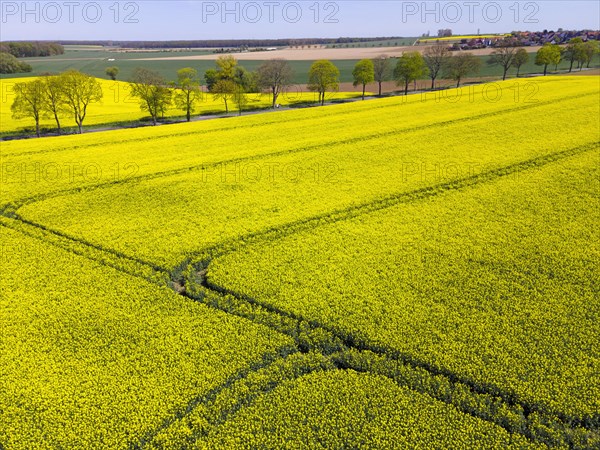 Drone image of a rapeseed field