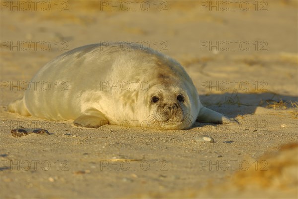 Grey seal (Halichoerus grypus)