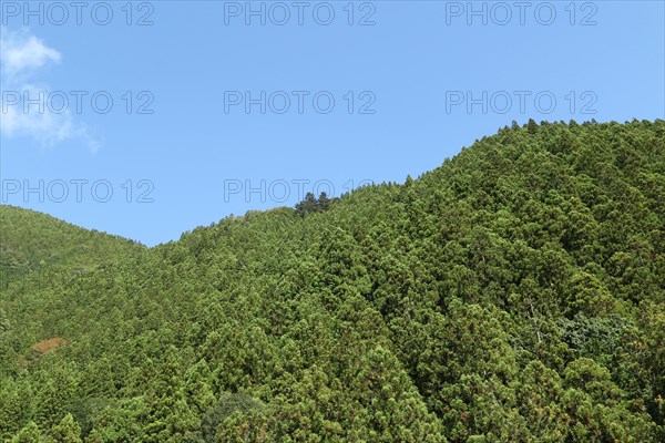 Green trees