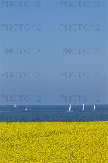Rape field near Luetjenbrode