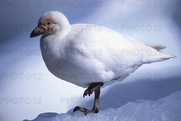 Snowy Sheatbill (Chionis albus)
