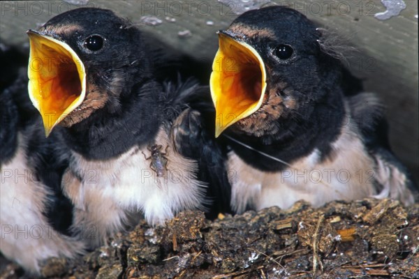 Barn swallow (Hirundo rustica) Young birds open their beaks