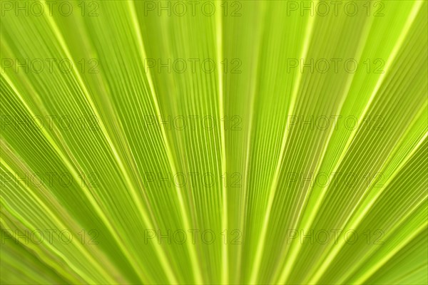 Fan palm Mexican Fan Palm (Washingtonia robusta)