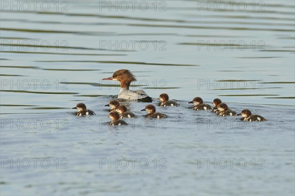 Common merganser (Mergus merganser) or goosander mother with her youngsters swimming in danubia river
