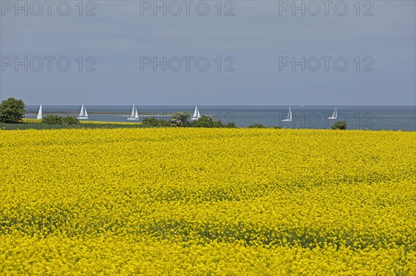 Rape field near Luetjenbrode
