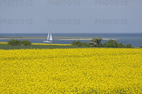 Rape field near Luetjenbrode