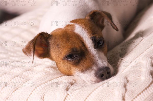 Jack russell terrier dog portrait on pillow