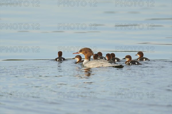 Common merganser (Mergus merganser) or goosander mother with her youngsters swimming in danubia river