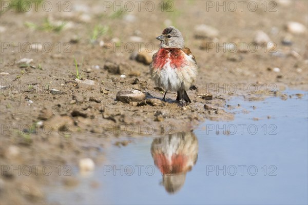 Linnet (Carduelis cannabina)