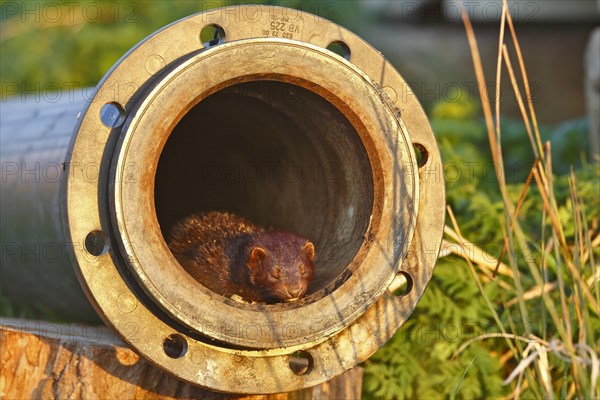 American Mink (Neovison vison) (Syn.: Mustela vison) sunbathing in a drainage pipe