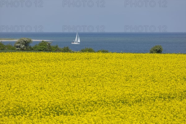 Rape field near Luetjenbrode