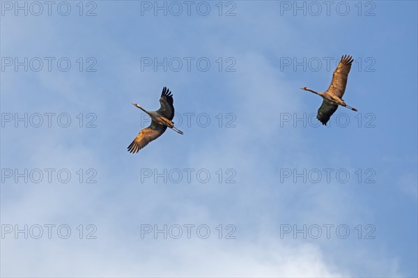 Cranes in flight Common crane (Grus grus)