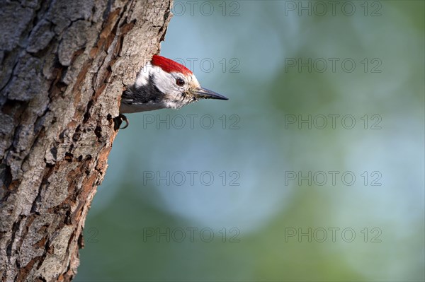Middle spotted woodpecker (Dendrocopos medius)