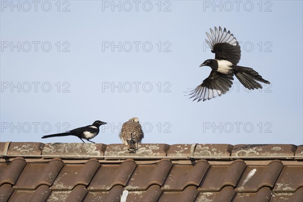 European magpies (Pica pica) attack juvenile Common Common Kestrel (Falco tinnunculus) on house roof