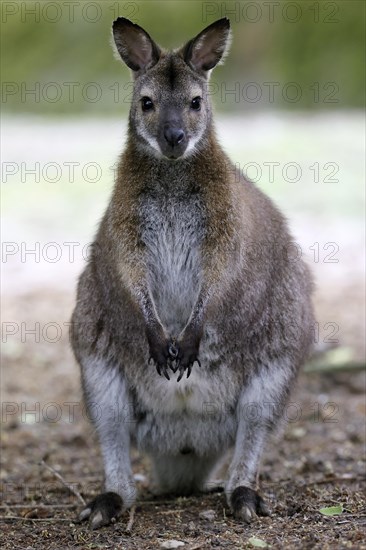 Red-necked wallaby (Macropus rufogriseus)