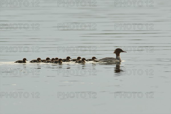 Common merganser (Mergus merganser) or goosander mother with her youngsters swimming in danubia river