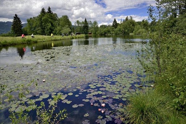 Moor pond