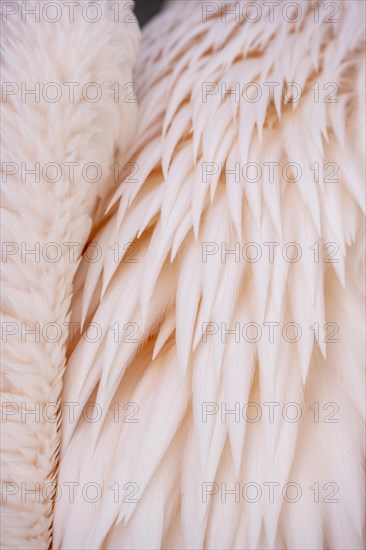 Fender of a pelican