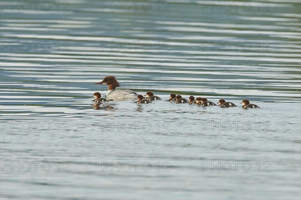 Common merganser (Mergus merganser) or goosander mother with her youngsters swimming in danubia river