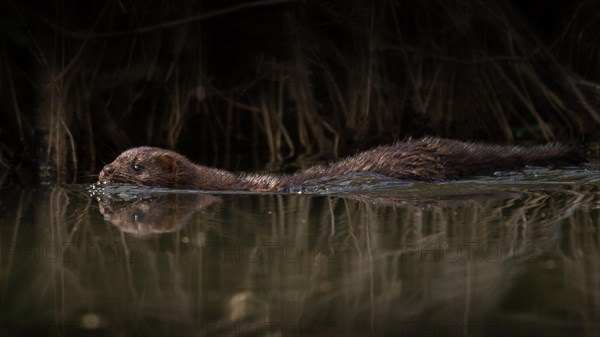 Mink