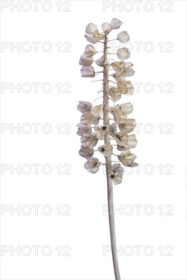 Seed head of a Grape hyacinth (Muscari) on white background