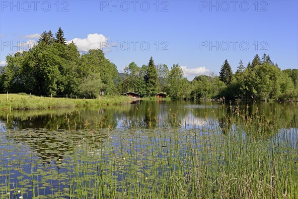 Moor pond