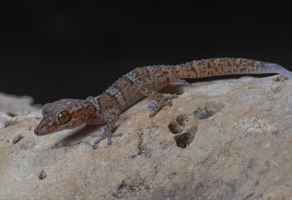Big-headed gecko (Paroedura fasciata) in Nosy Hara National Park in northern Madagascar