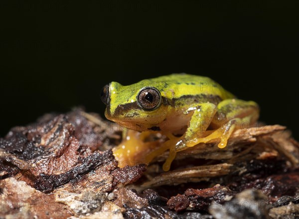 A frog (Mantidactylus ssp) in the rainforest of Ranomafana