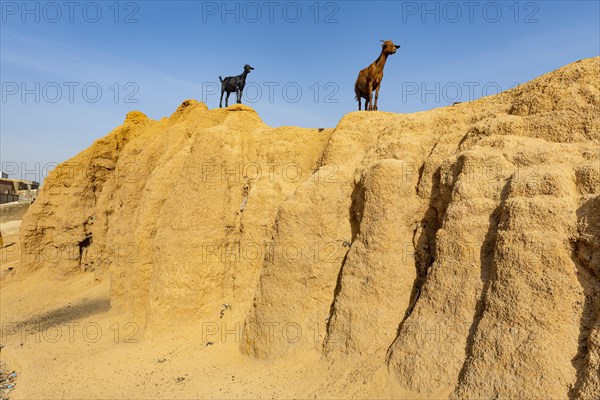 Goats on the old sandstone wall