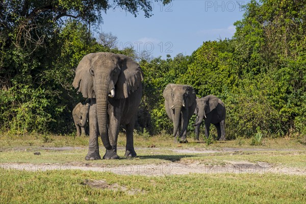 African elephants (Loxodonta africana)