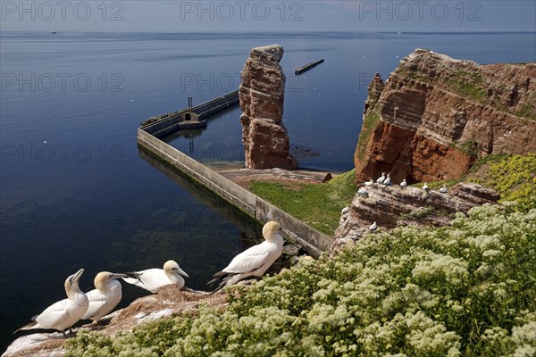Nesting gannets (Morus bassanus)