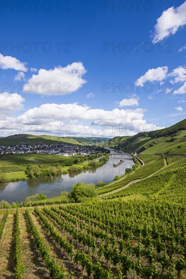 The Moselle at Trittenheim