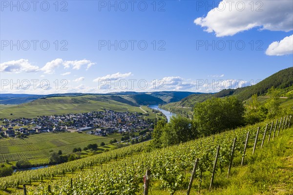 The Moselle at Trittenheim