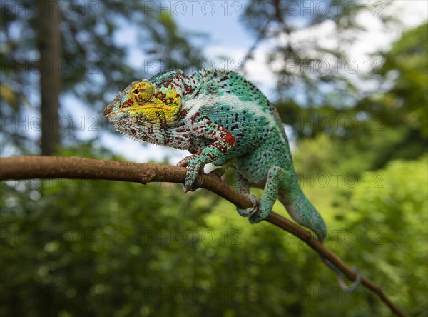 Panther chameleon (Furcifer pardalis) on the island Nosy Faly in the northwest of Madagascar