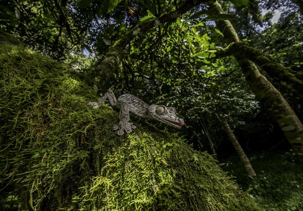 Large leaf-tailed gecko (Uroplatus gigantaeus) in the rainforests of northern Madagascar