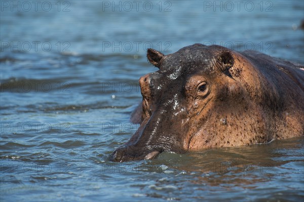 Hippopotamus (Hippopotamus amphibius)